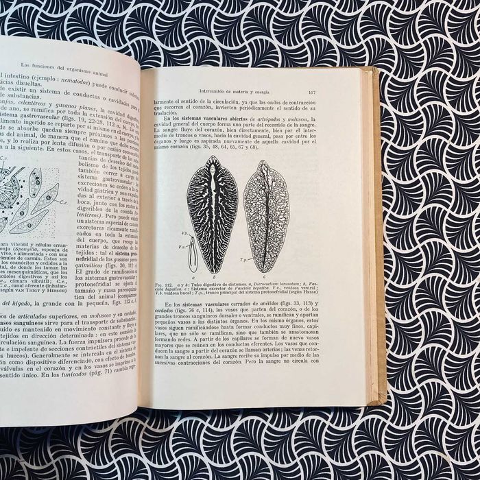 Compêndio de Zoologia General - A. Kuhn