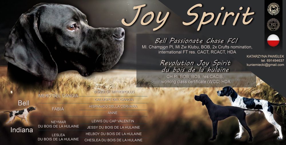 Pointer - wyżeł angielski FCI