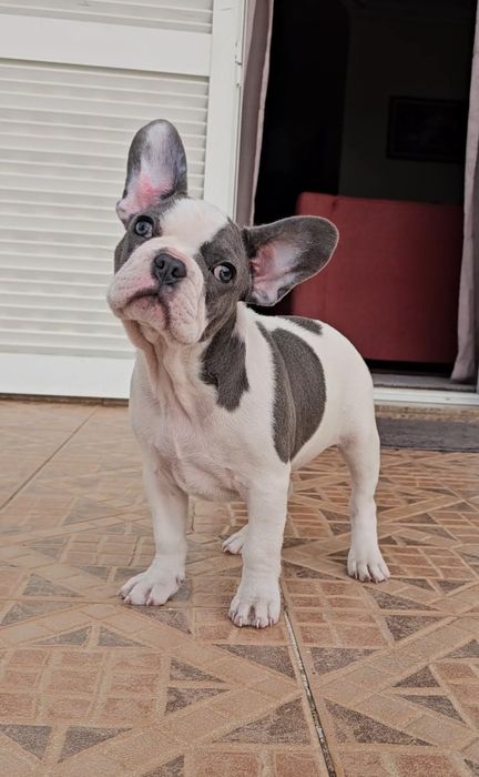 Bulldog Francês Blue Pied