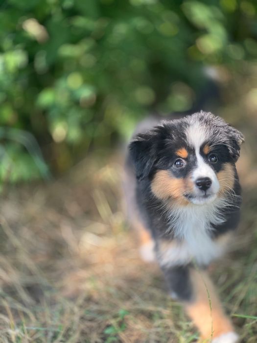 Miniaturowy Owczarek Amerykański (Mini Aussie) – wyjątkowy piesek Black Tri