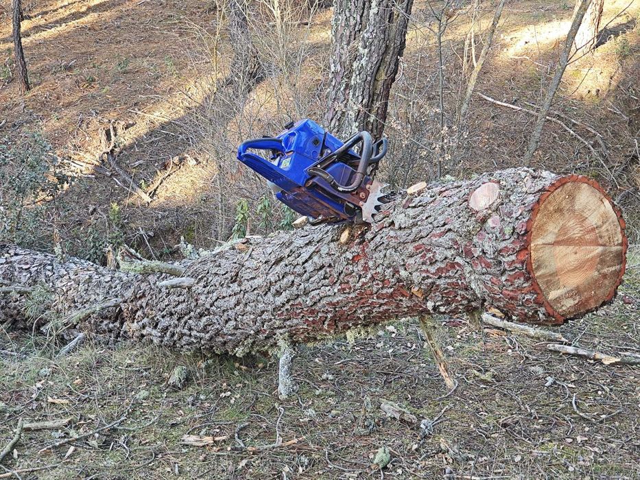 Abate de Árvores de Grande Porte