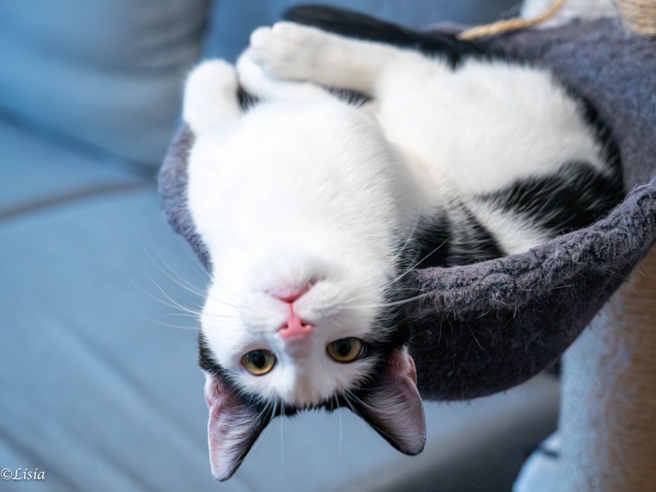 Uroczy kocurek szuka domu!