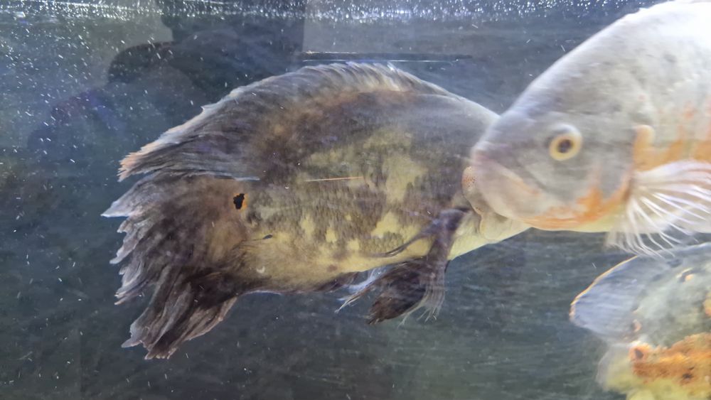 Oscar Tigre Veu adulto