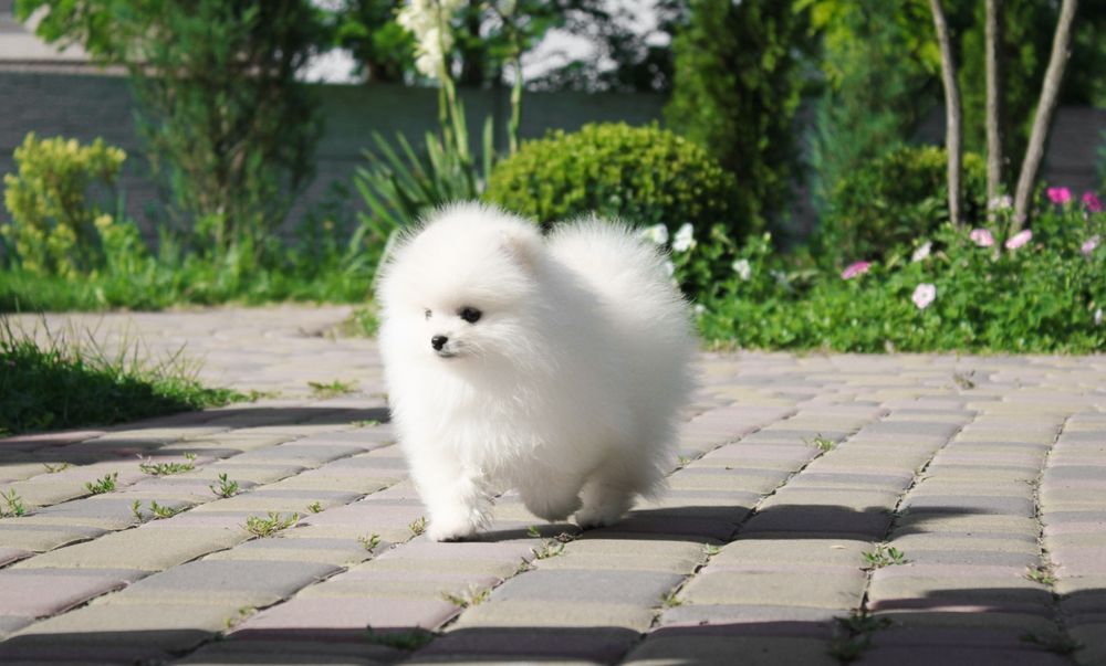 Pomeranian toy FCI/КСУ дівчинка крем