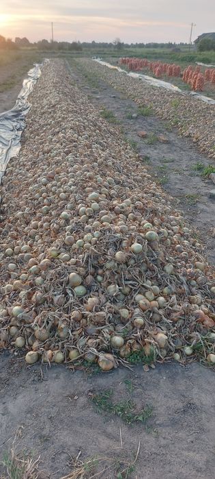 Продам цибулю на зберігання