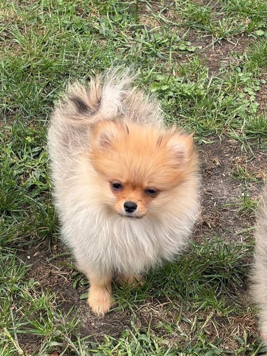 Suczka Szpic miniaturowy Pomeranian FCI