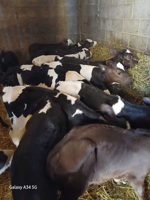 Бычки Бичкі бичкі телятки