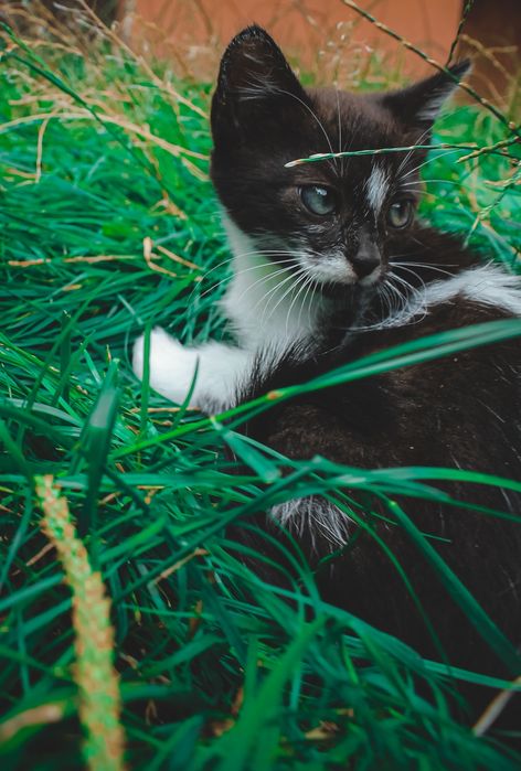 Гарненькі кошенятка шукають родини