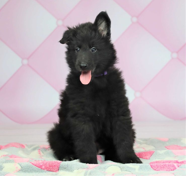 Owczarek Belgijski nie niemiecki Groenendael po Ch.i Zw.Klubu ZKwP FCI