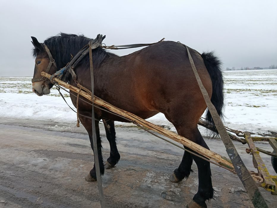 Sprzedam klacz źrebną