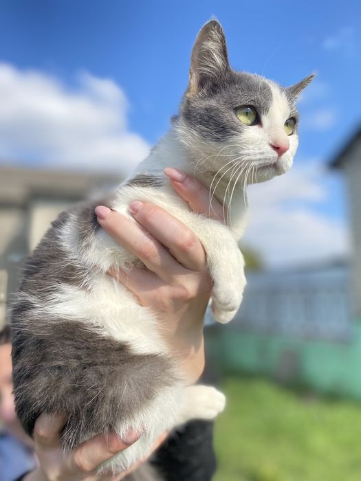 Молоденькая кошка в хорошие руки, стерилизована