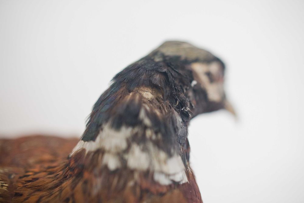 Wypchany bażant w takim sobie stanie