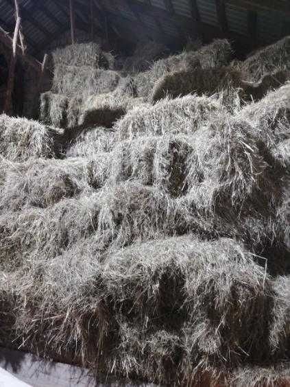 Siano w kostkach 2025