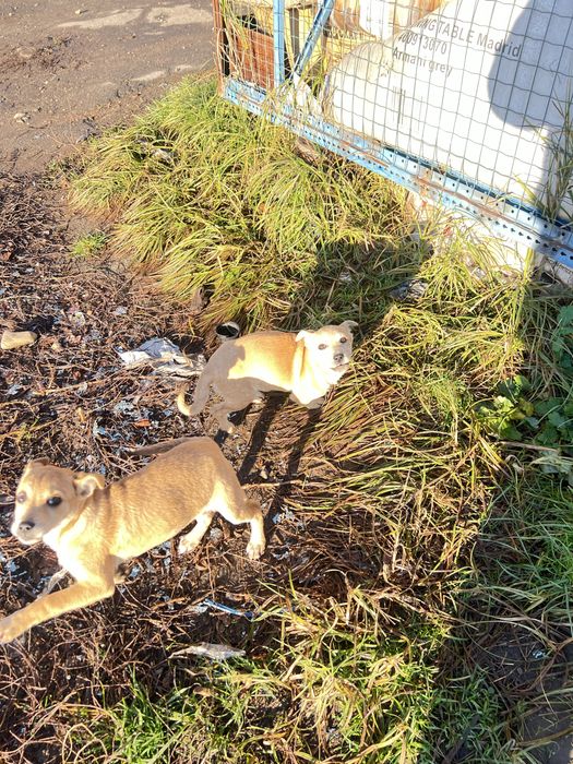 Вітдам в добрі руки щеня невідомоі породи