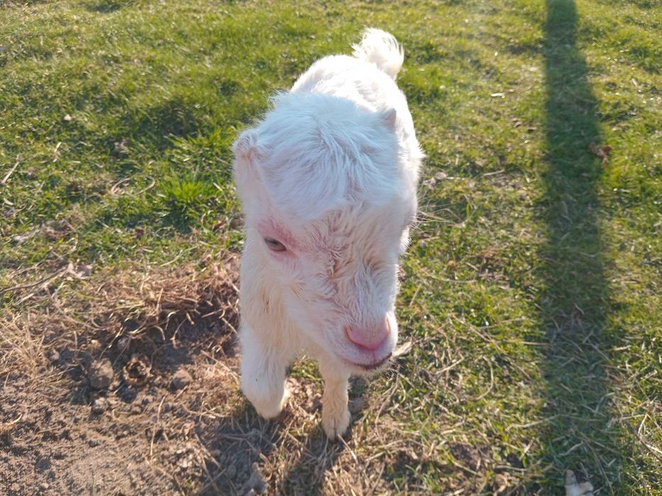 Продаються козенята від молочних кіз