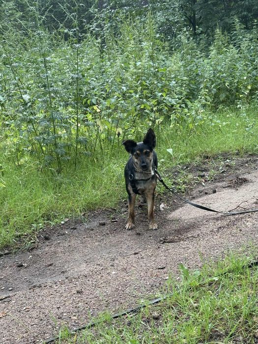 Mała Myszka do adopcji