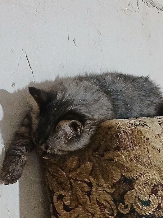 Оддам в добрые руки котёнка