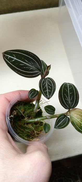 Лудизия драгоценная орхидея