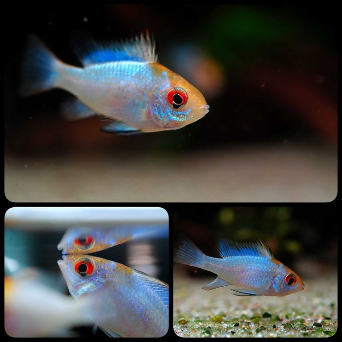 Pielęgniczka ramireza "Electric Blue" - AQUASZOP