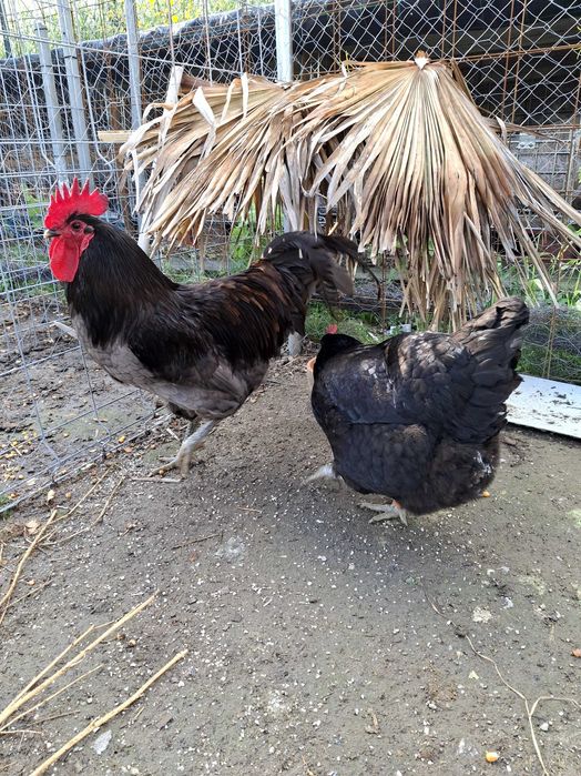 Vendo ovos galados brama cedosa e jersy