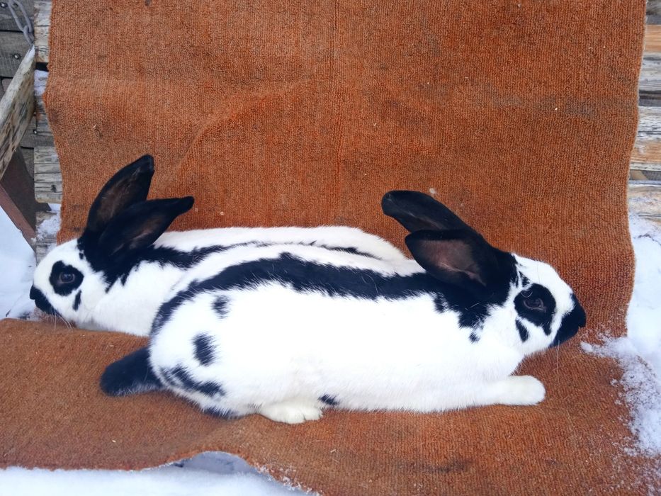 Кролі кроликів кролеків