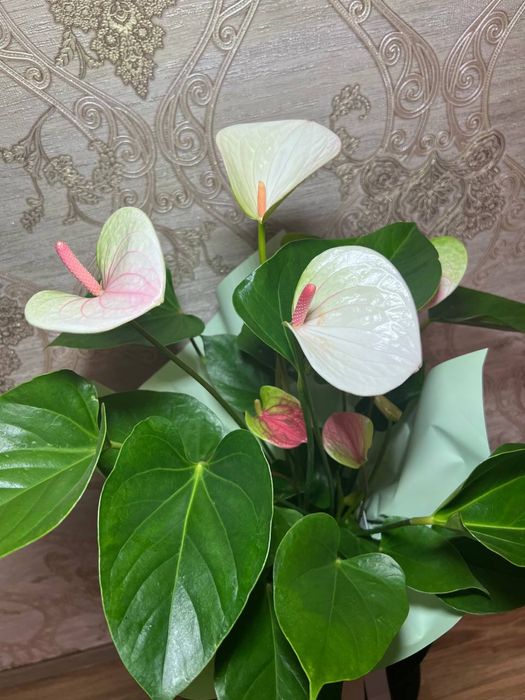 Антуриум  білорожевий