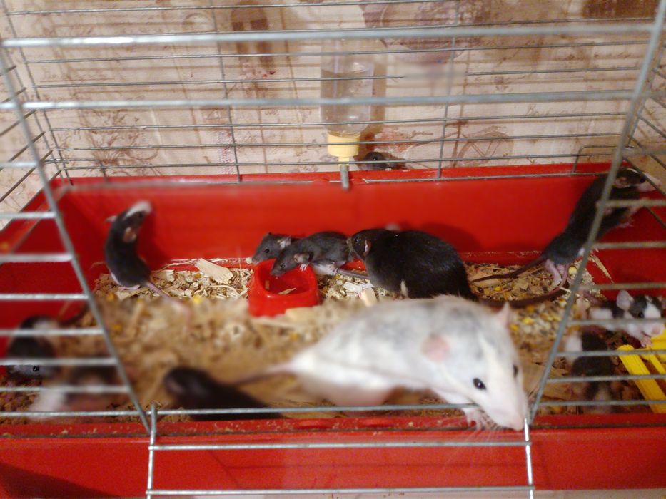 продам крис дамбо