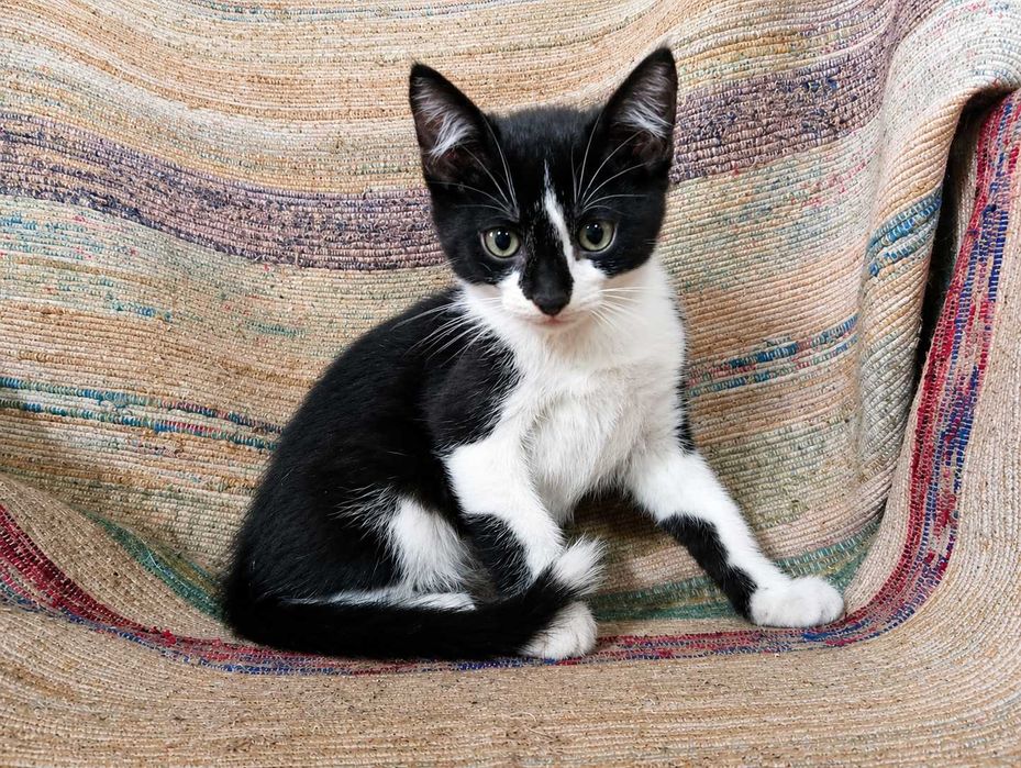 MACHO | Gatinho disponível para Adoção Responsável