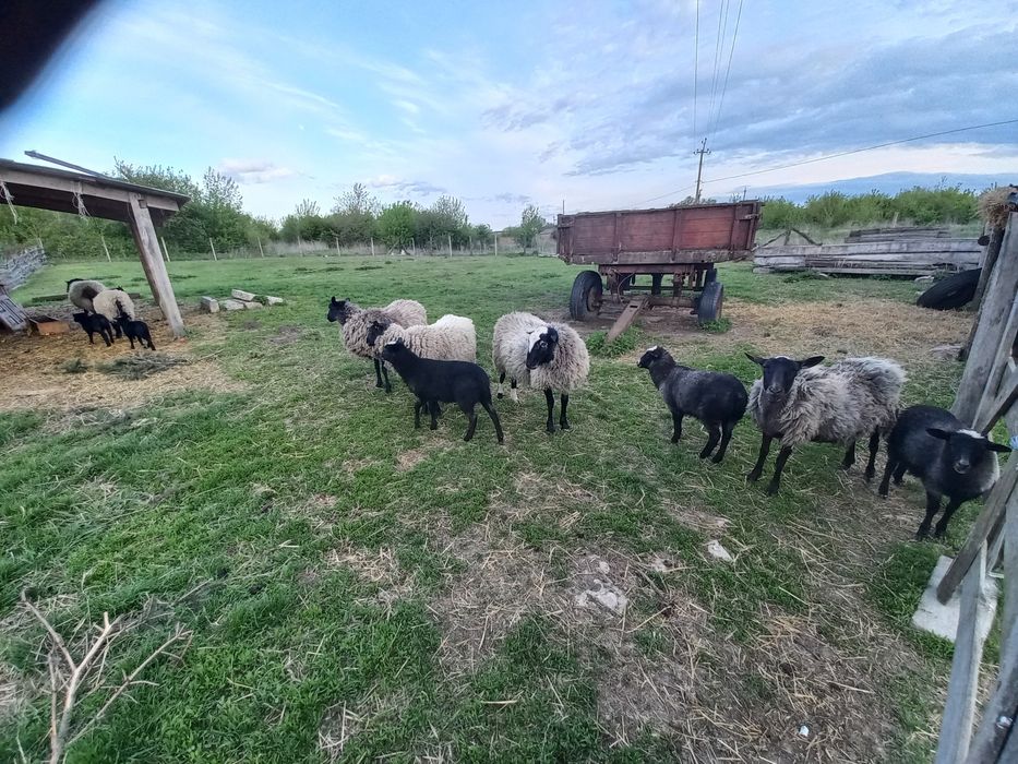 Ягнята романівскі