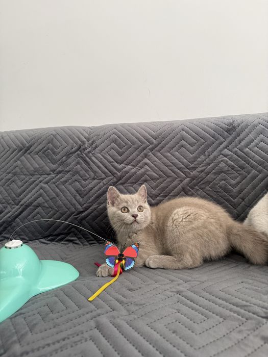 Kot kocur brytyjski liliowy