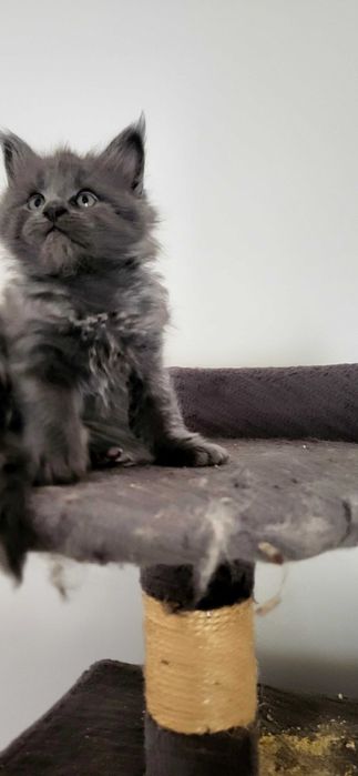 Maine Coon legalna znana hodowla