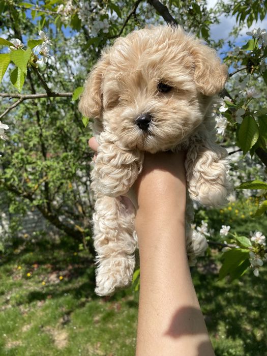 Міні мальтипу ф1 чіповані