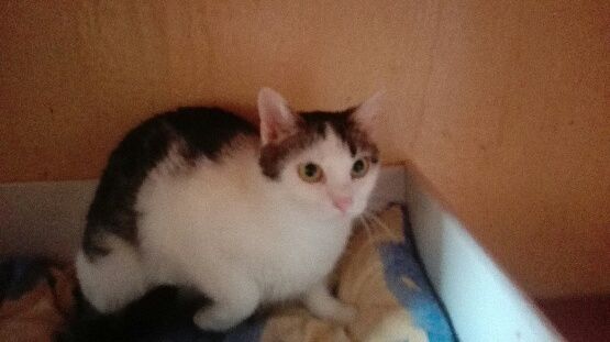 BŁAGAM o dom dla kotki ADY - tak długo już czeka