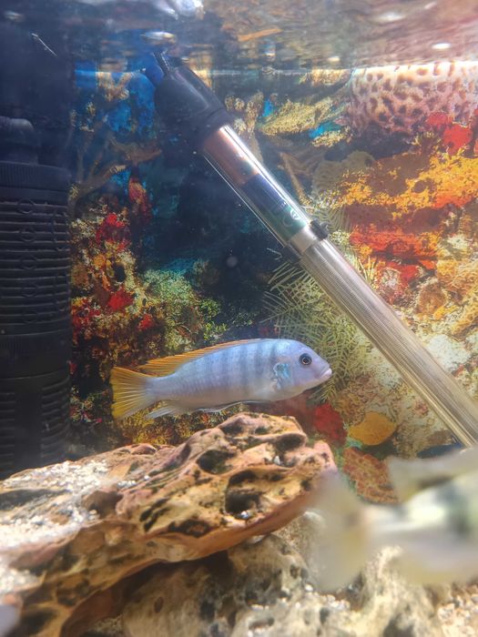 Aquário e peixes