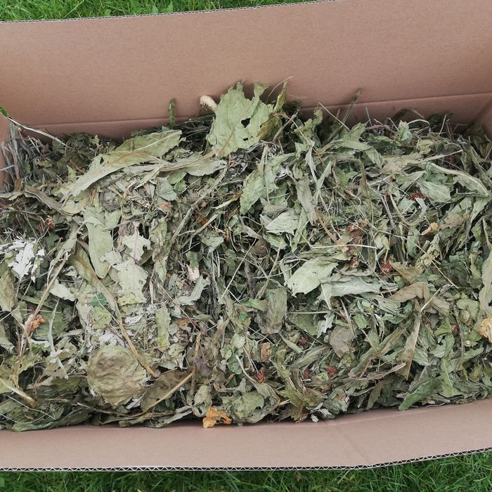 Siano z mniszkiem 38zl