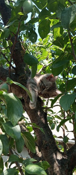 Кошеня дівчинка, 3 місяці