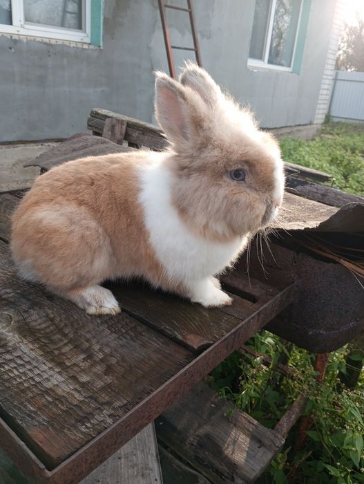 Декоративний кролик