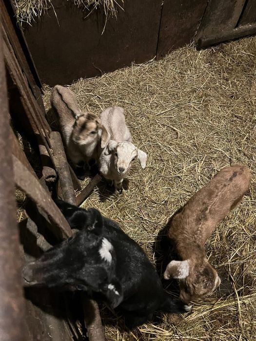 Козочки  маленькі