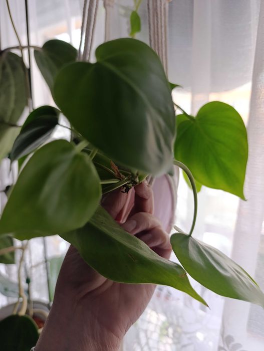 Philodendron scandens cięty  lub Scindapsus Argyreus Pictus lub inn