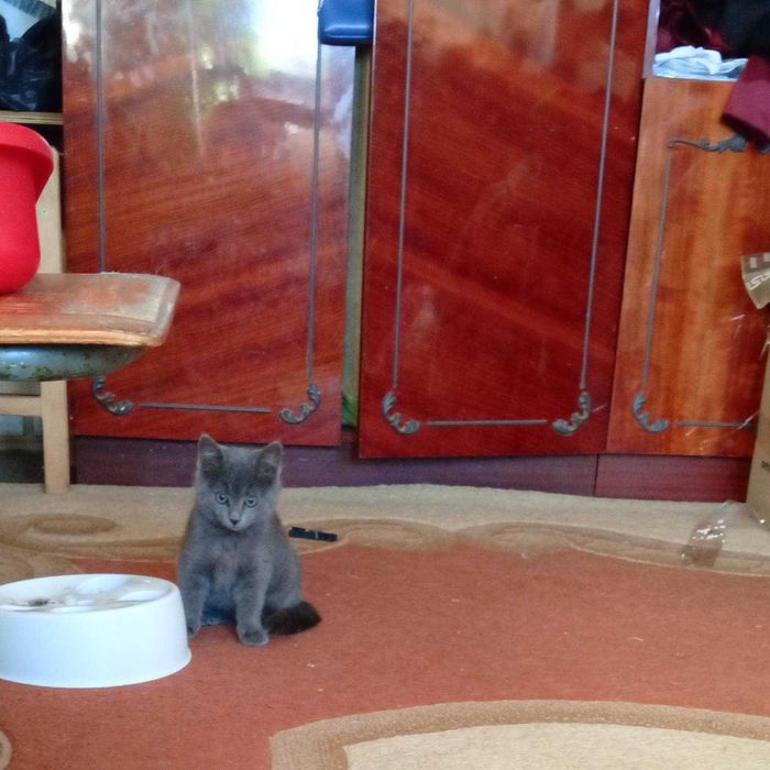 Котята в хорошие руки