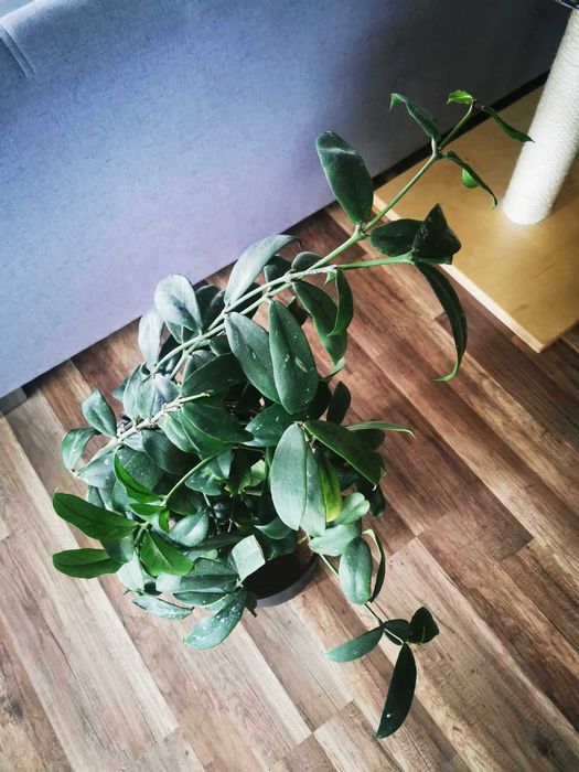 Hoya lobbii "Black Lady"