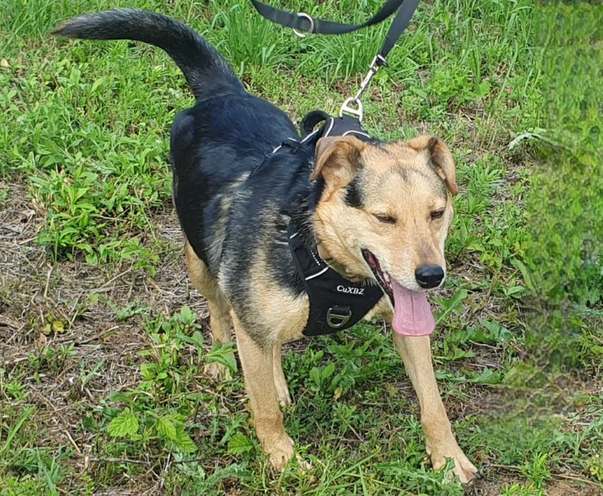 Jacky- wierny przyjaciel na dobre i na złe