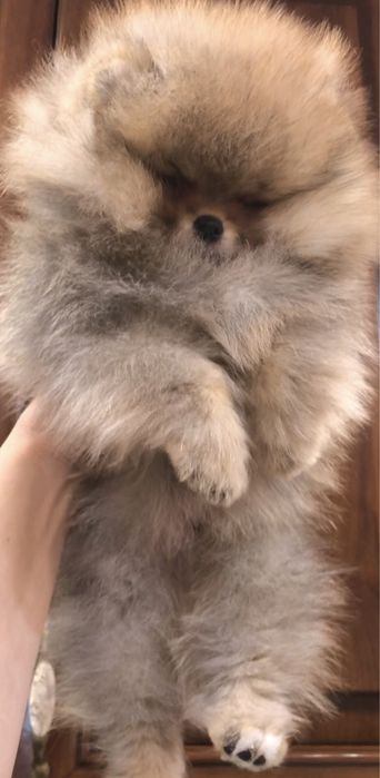 Померанський шпіц.Бронь .