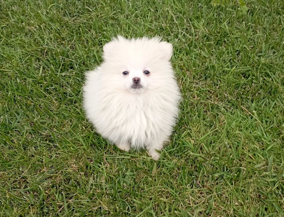 Lulu Pomerânia (Spitz anão)