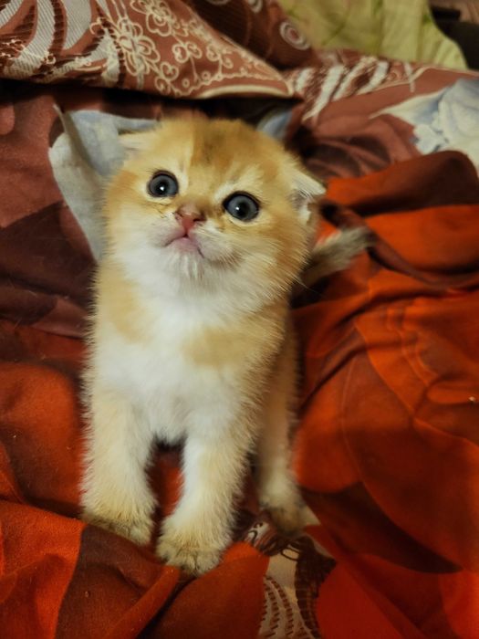 Чудовий хлопчик золота шиншилла.