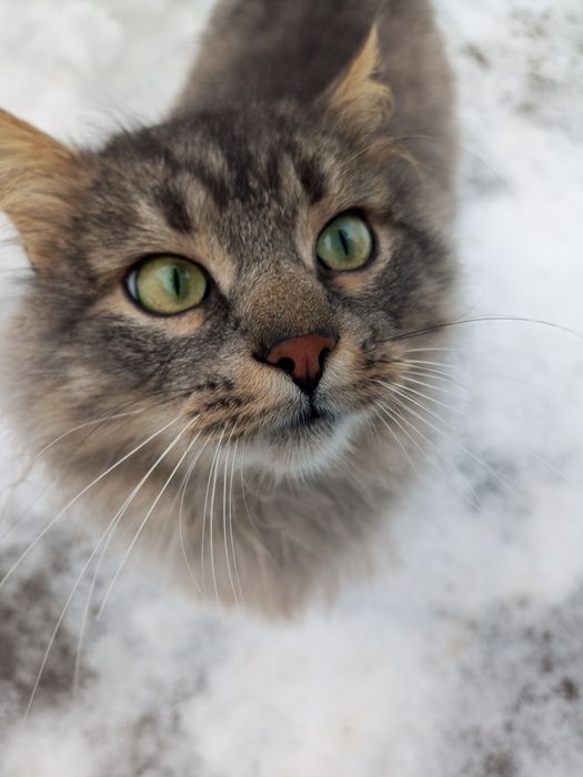 Котик в добрі руки