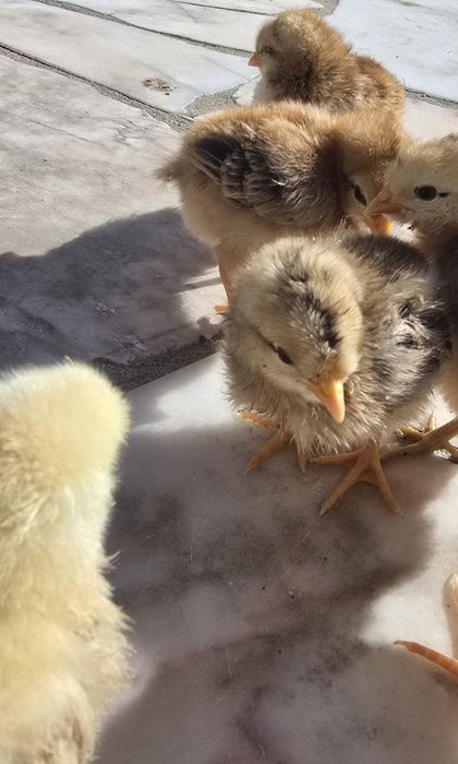 Pintos de raças variadas