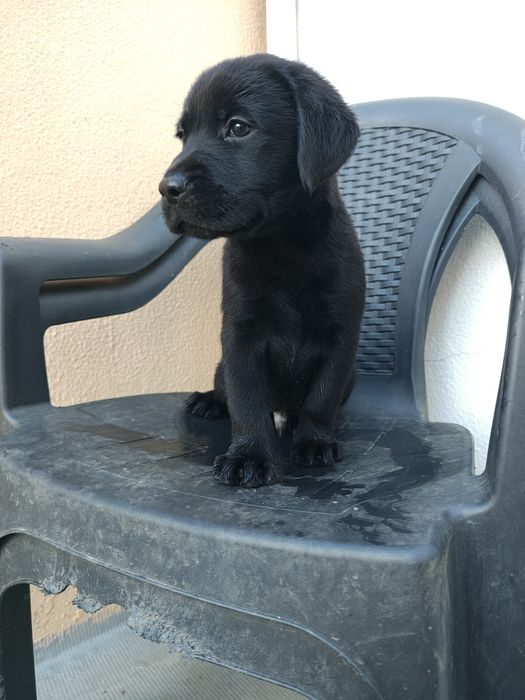 Labrador preto macho