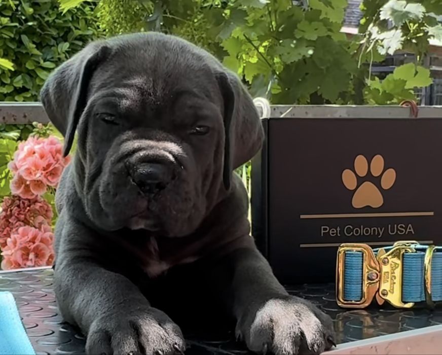 Cane corso Italiano-сірого забарвлення