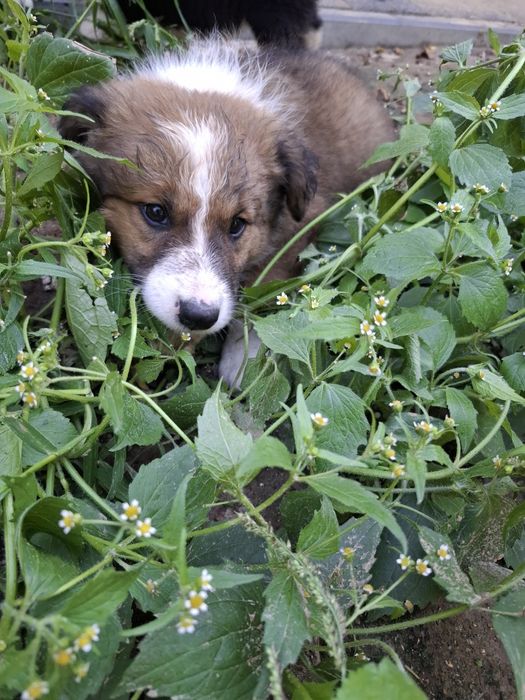 Besi suczka Border Collie